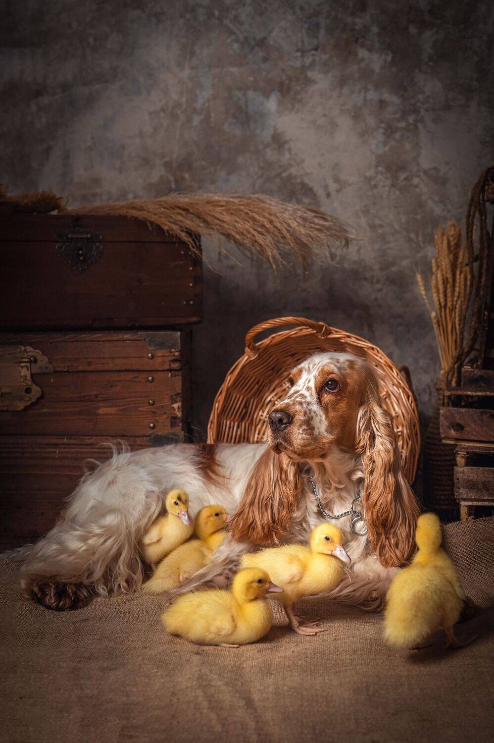 , Елена Савченкова