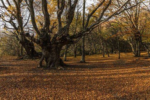 Лесные монстры
