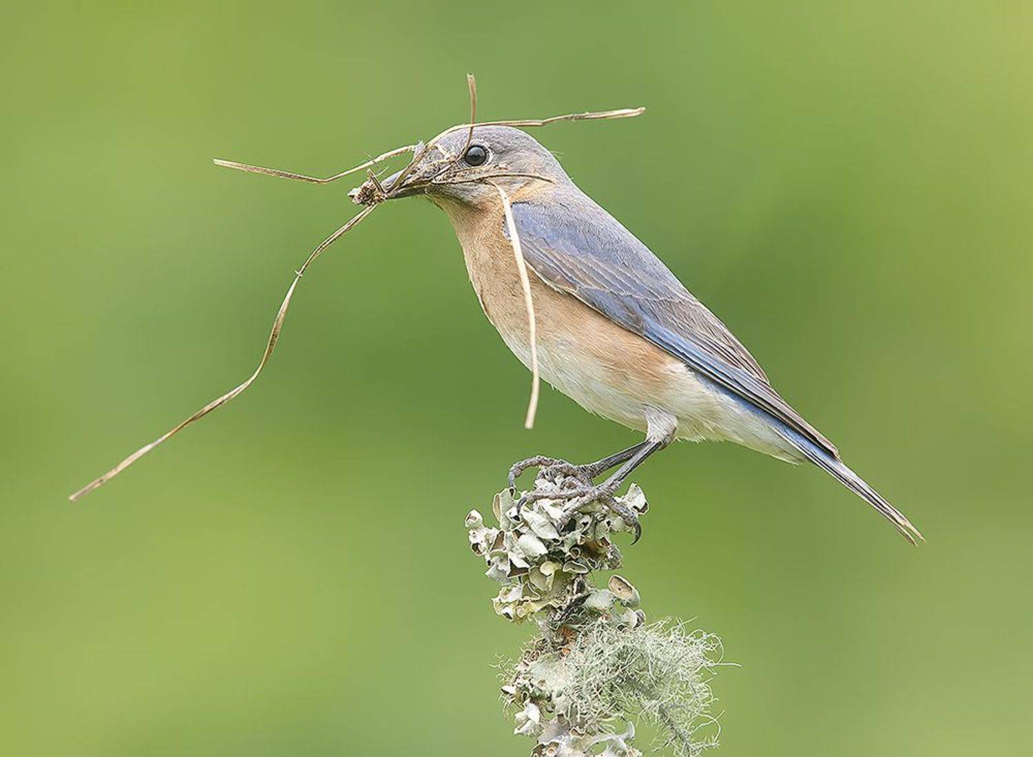 восточная сиалия, eastern bluebird,bluebird, весна, Etkind Elizabeth