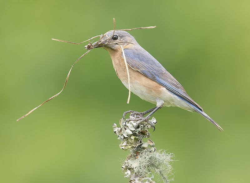 восточная сиалия, eastern bluebird,bluebird, весна С Международным Днем Птиц - Весенние хлопоты у Птиц! фото превью