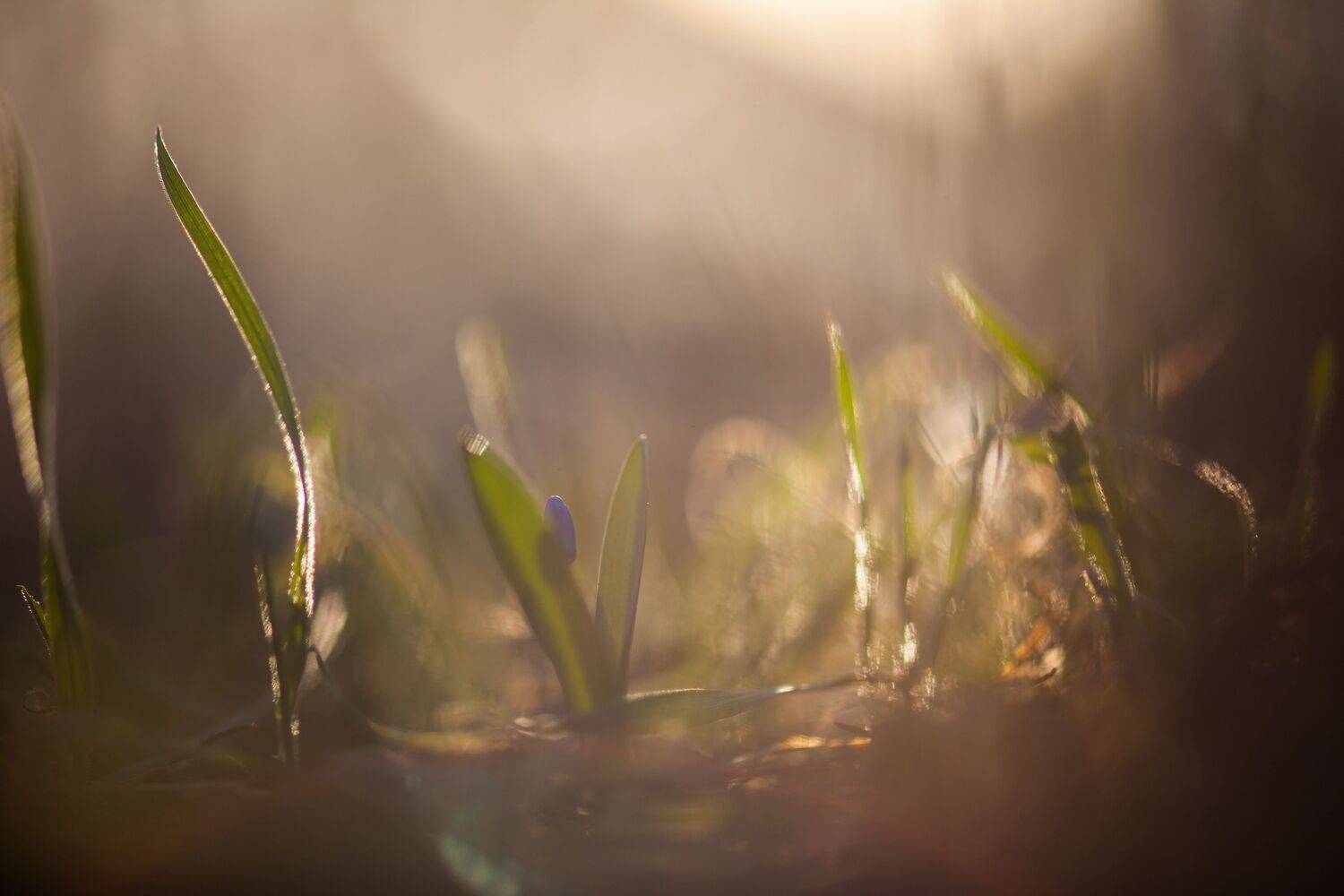 , Викулов Николай