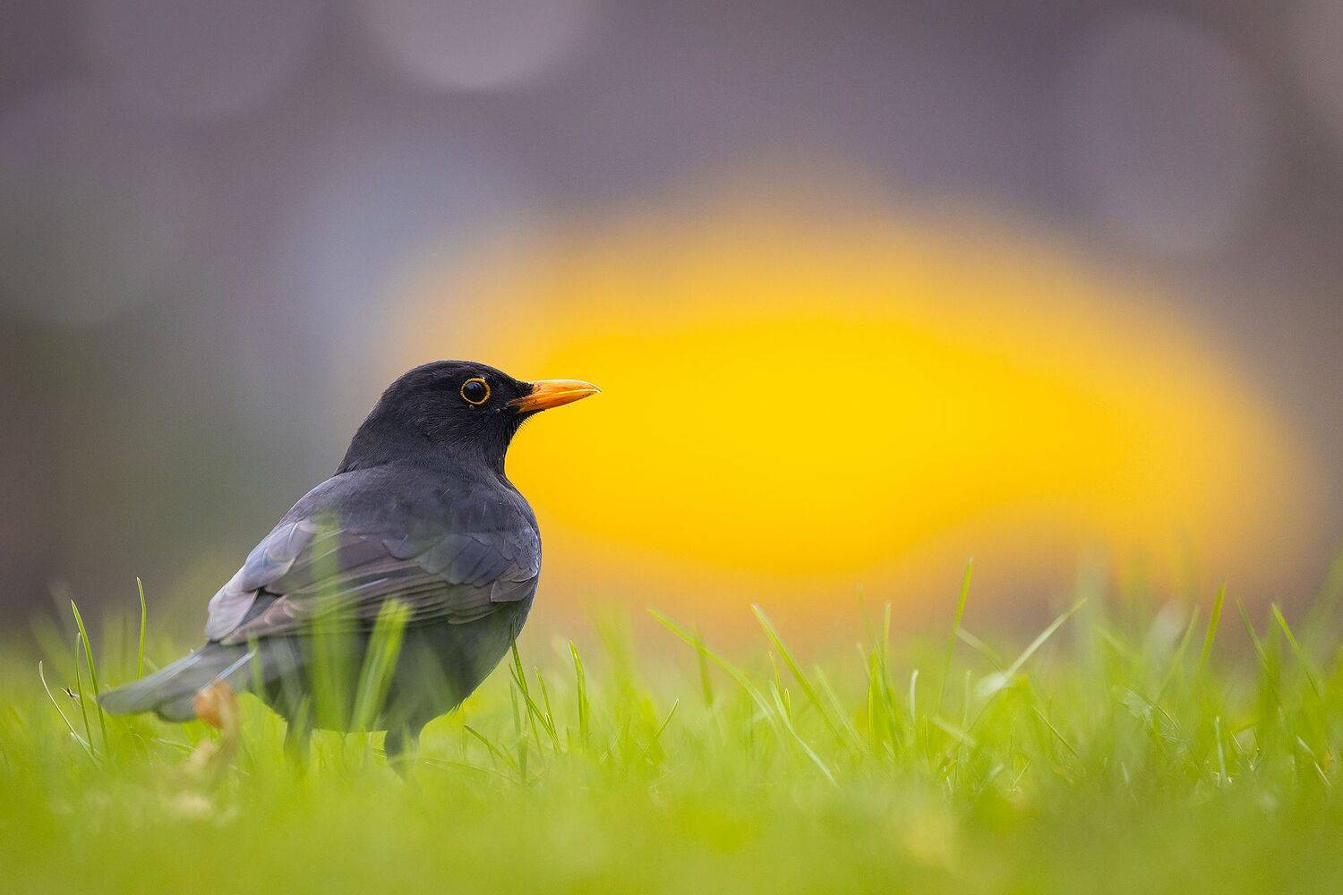 , Robert