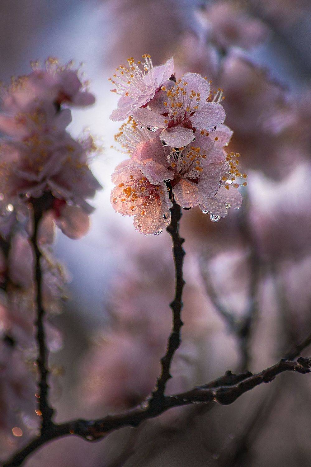 весна природа утро свет цвет фотография, Еремеев Дмитрий