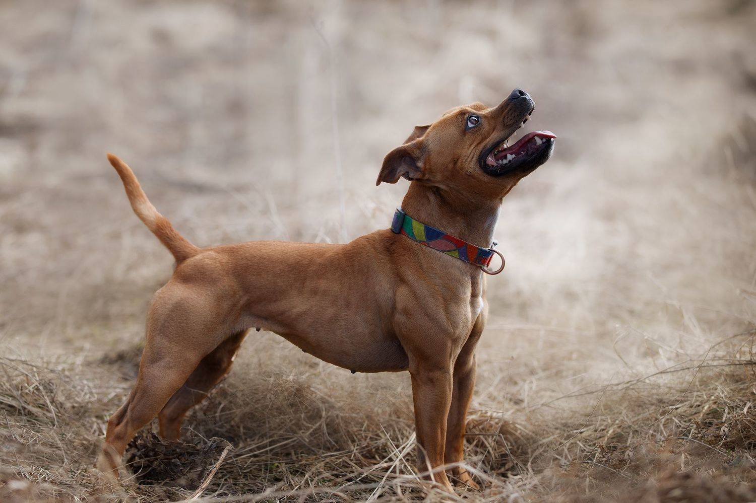 , Шерскова Мария