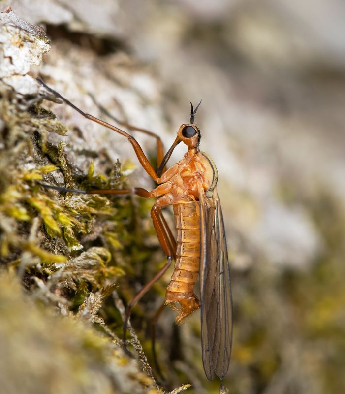 empis sp., толкунчики, empididae, двукрылые, diptera, муха Злобный Буратино фото превью