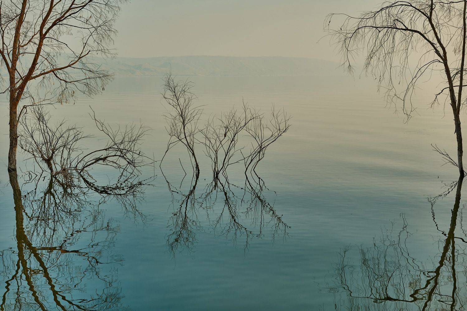 , David Solodar