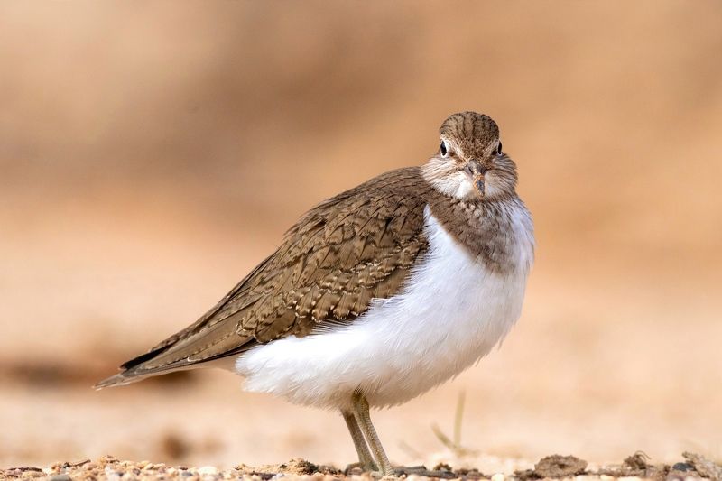 Перевозчик фото превью