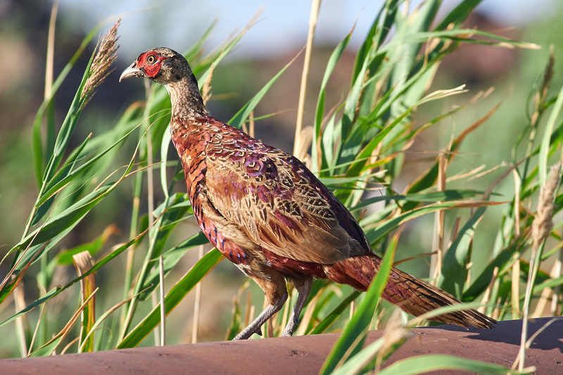 Phasianus colchicus фото превью