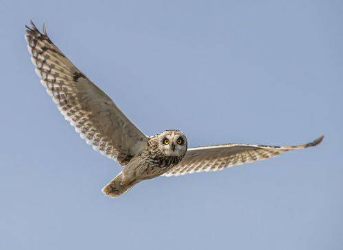 Болотная сова