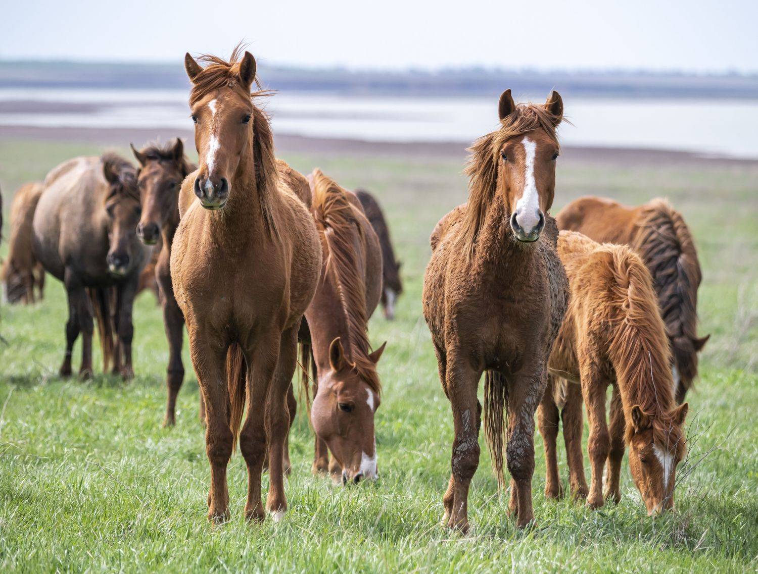 ростовский заповедник, дикие лошади, донские мустанги, Сергей Савчук