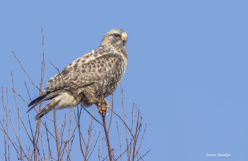 bird of prey, animal, birds, bird,  animal wildlife,  nature,  animals in the wild, птицы, птица, rough-legged buzzard, мохноногий канюк, зимняк Rough-legged buzzard фото превью