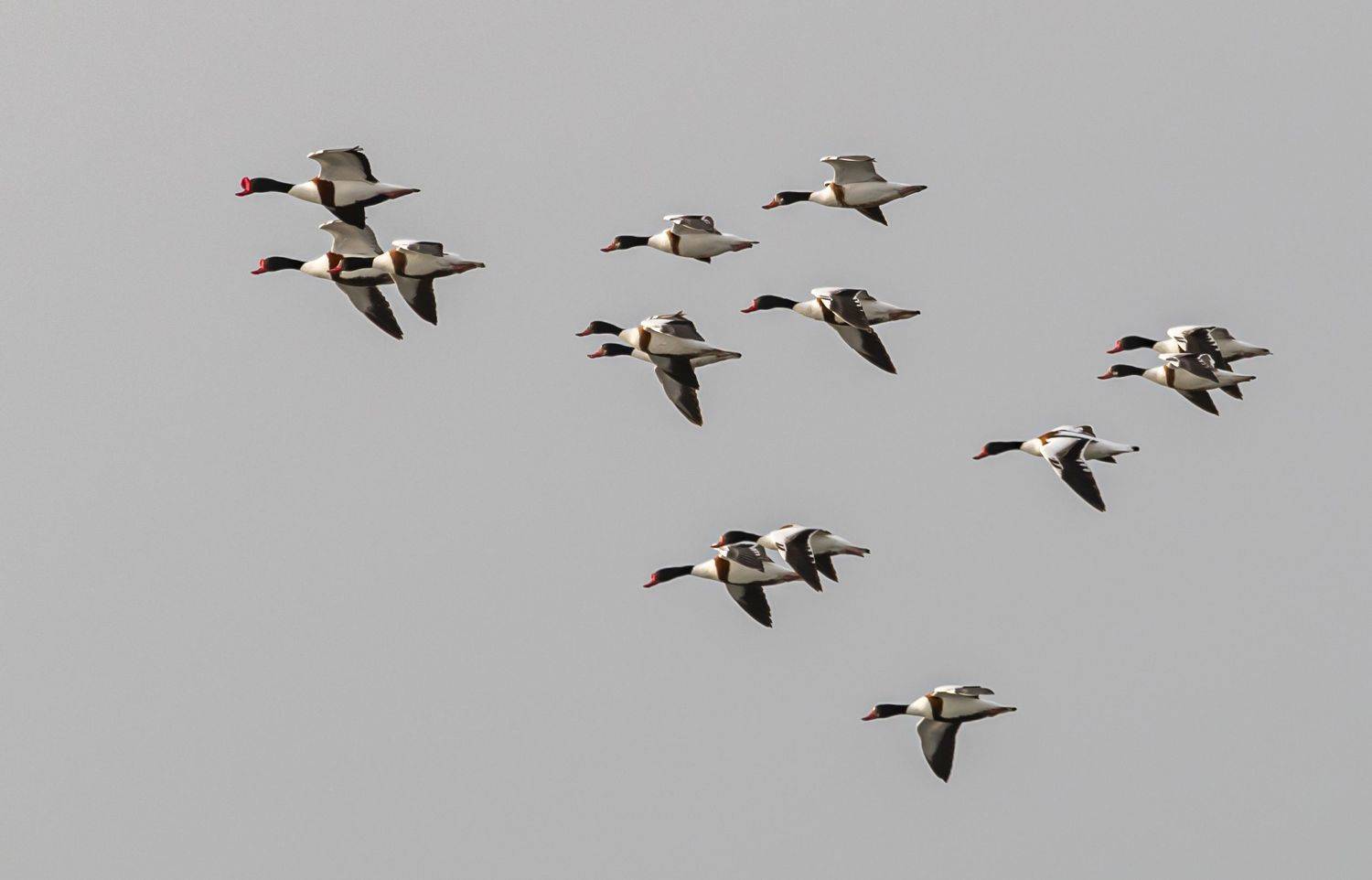, Сергей Савчук