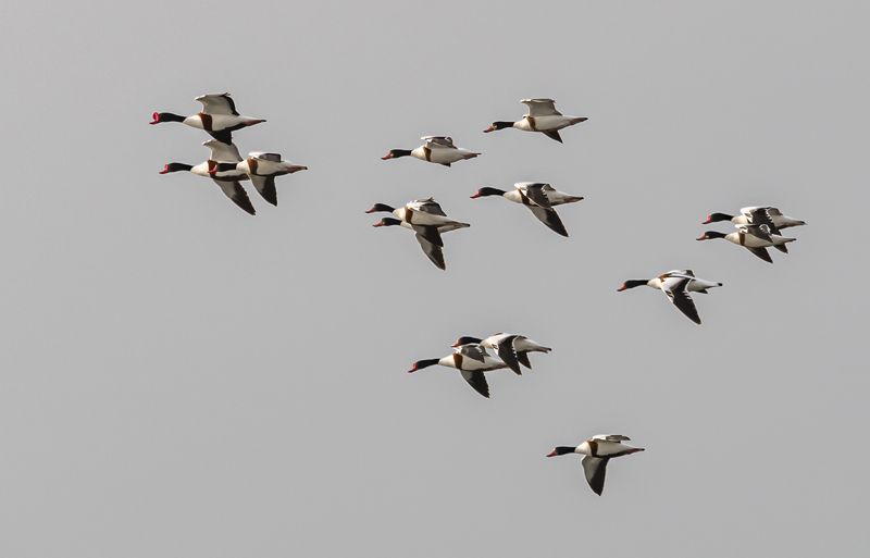 Пеганки летят фото превью