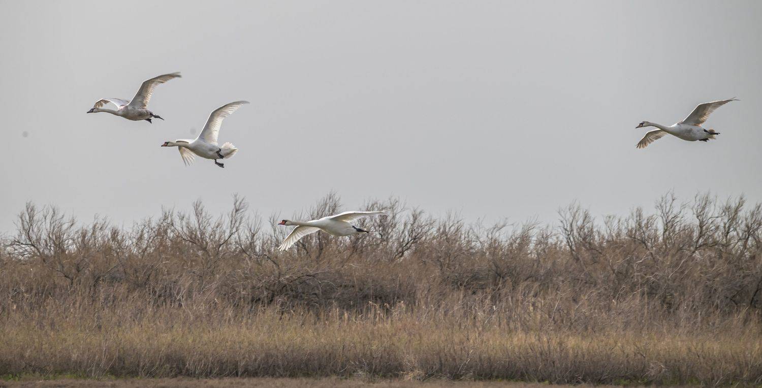 ростовский заповедник, птицы, лебедь-кликун, Сергей Савчук