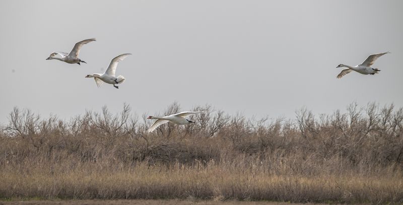 ростовский заповедник, птицы, лебедь-кликун Кликуны заходят на посадку фото превью