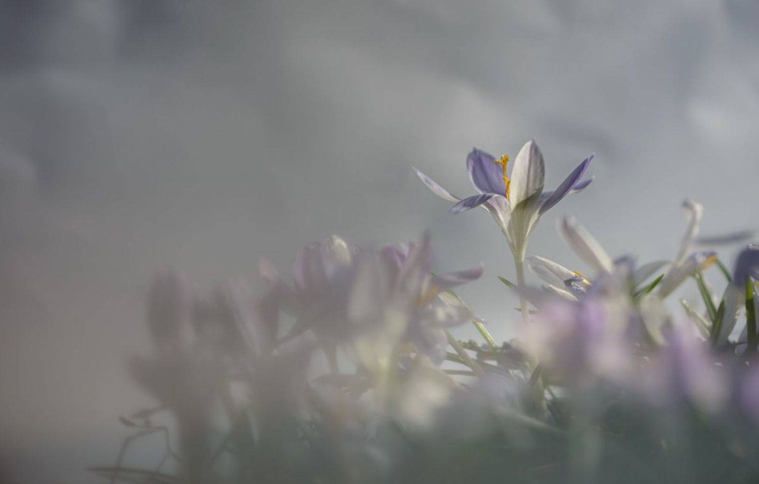 природа, макро, весна, цветы, крокус, Неля Рачкова