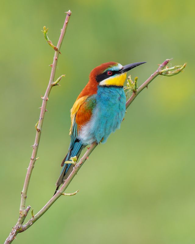 European bee-eater фото превью