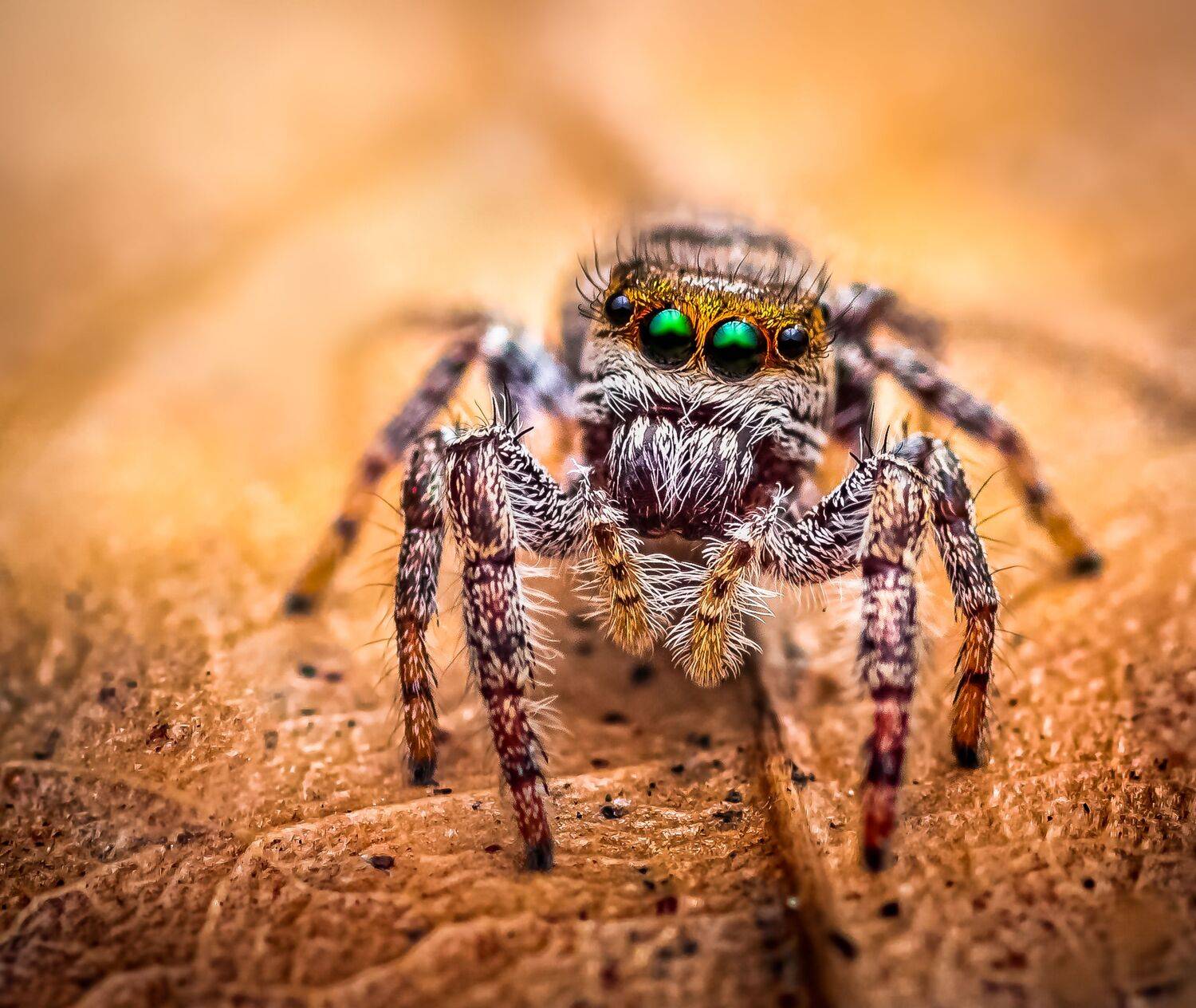 spider, animal, wild, insect, arachnid, leaf, macro,, Atul Saluja