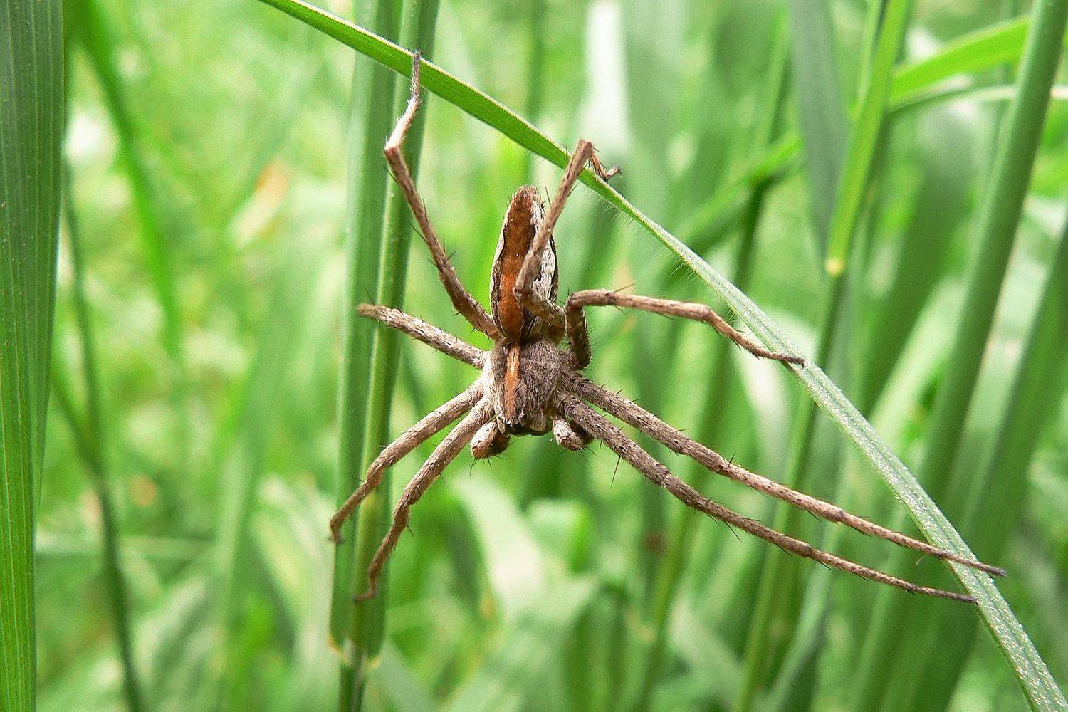 паук, КарОл