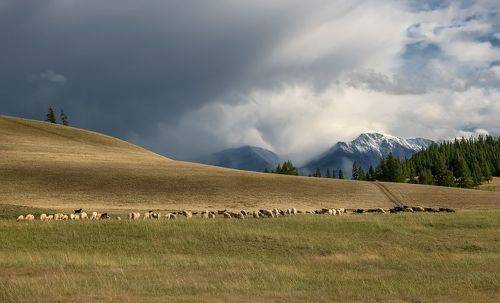 Алтайская пастораль