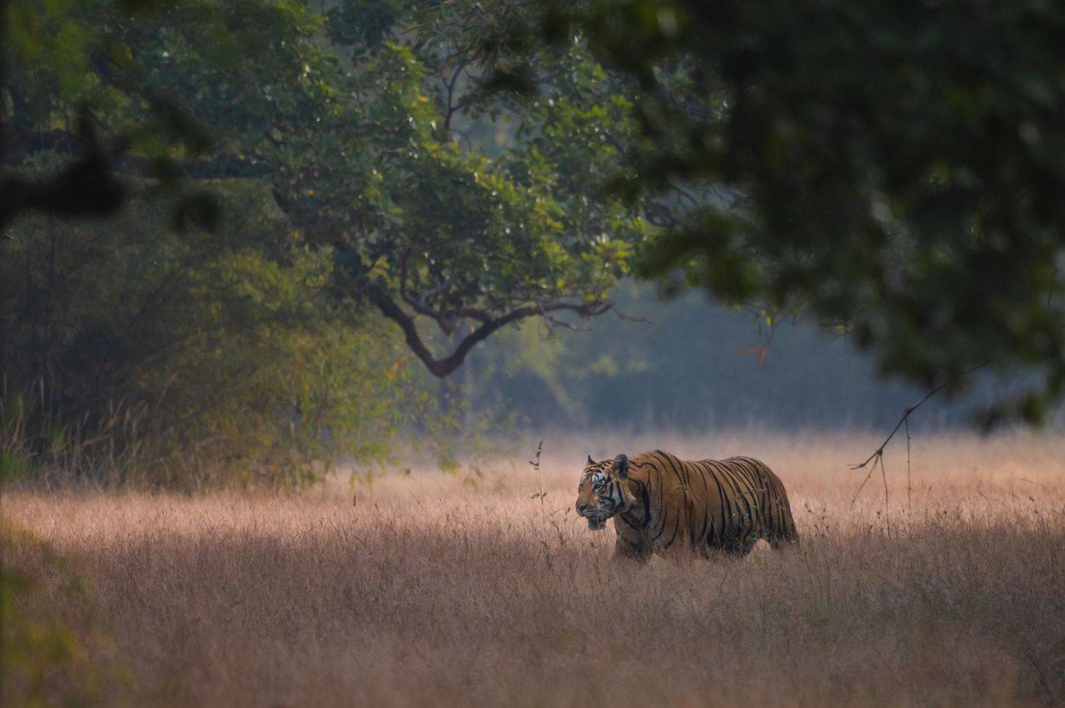 #tiger #tadoba #winter, Narayanan Iyer