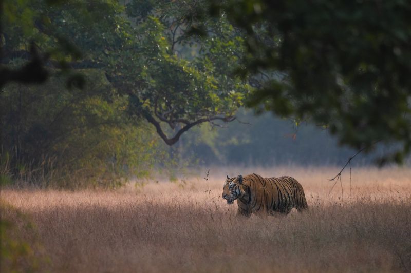 #tiger #tadoba #winter Winter Magic. фото превью