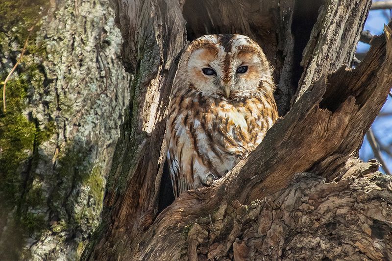 птица  неясыть  рыжая  дупло Серая неясыть (рыжая морфа) фото превью