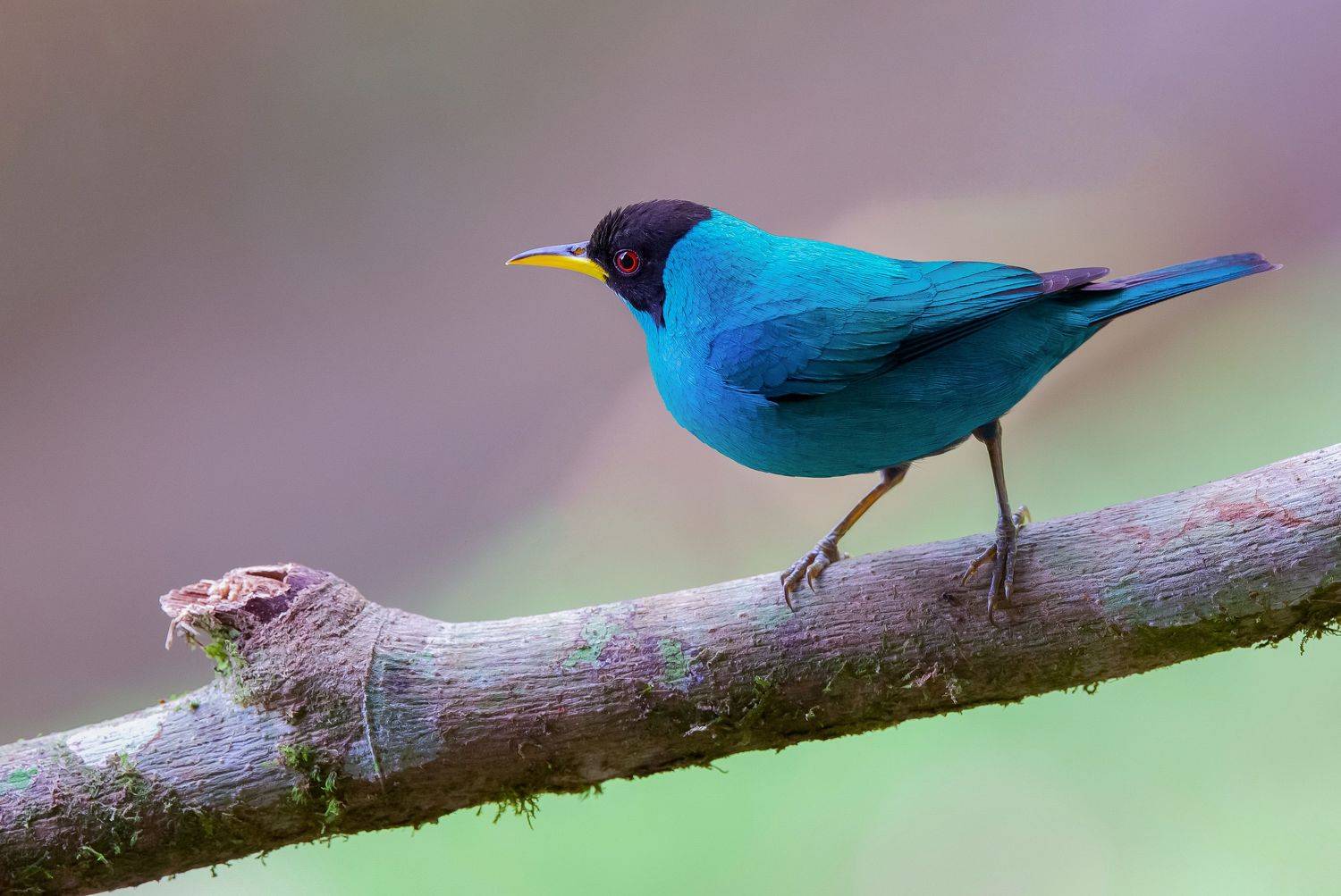 Green honeycreeper. Автор: David Manusevich , David Manusevich