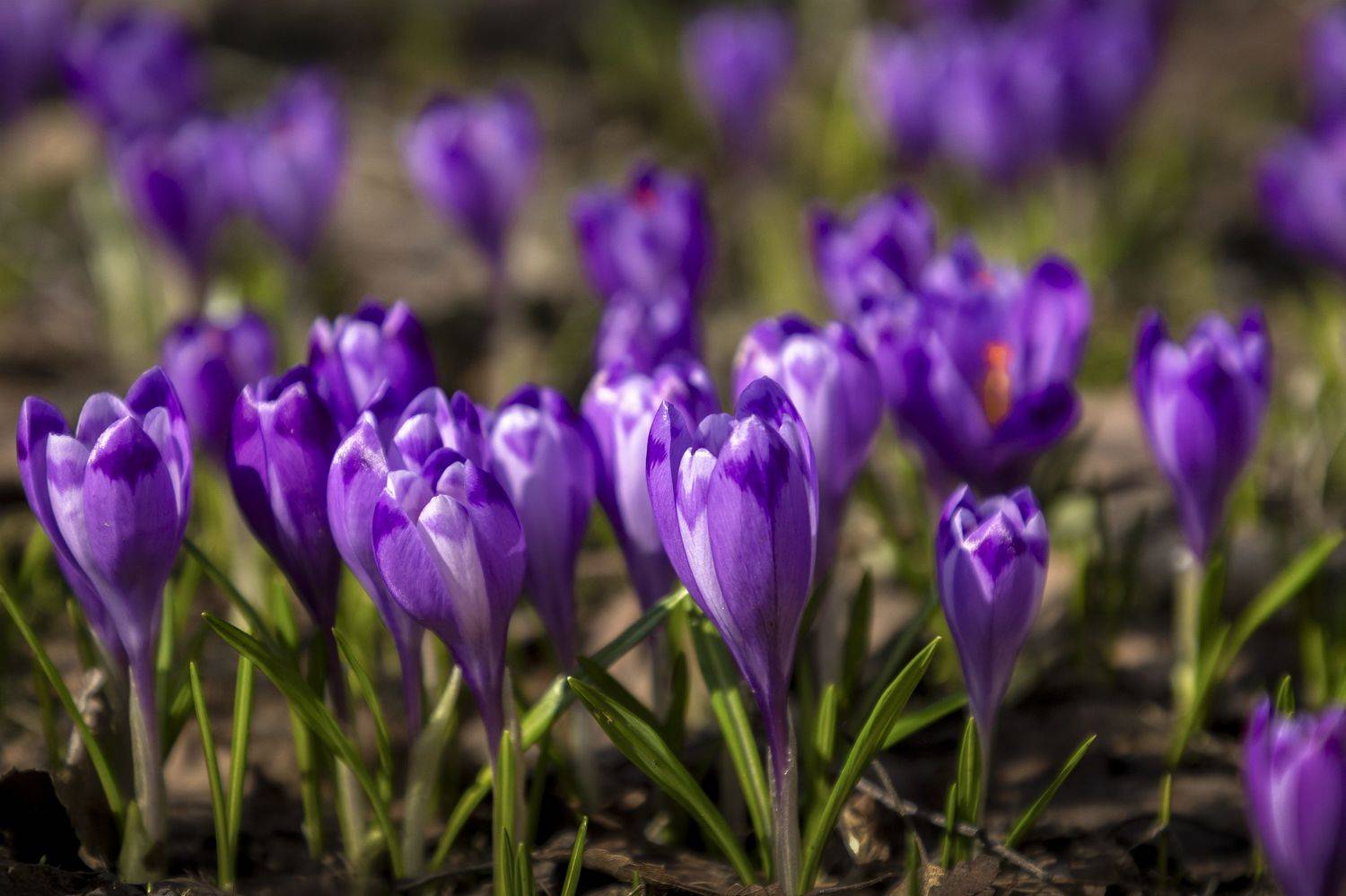 Московская область, Елена Гусева