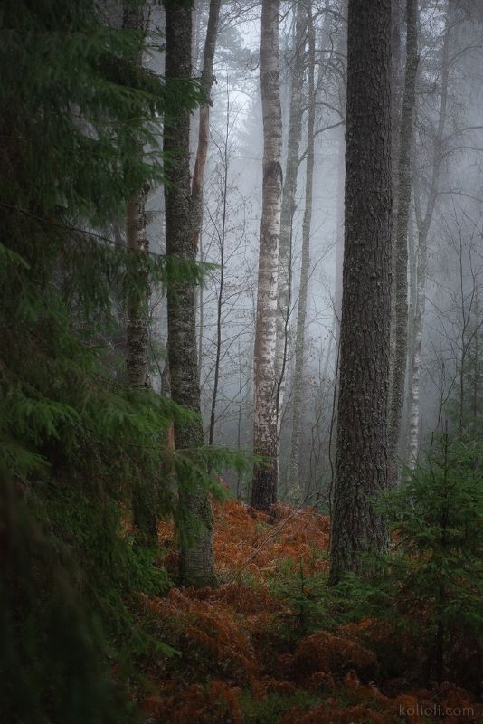 карельский перешеек, ленинградская область, октябрь, осень, туман, дремучий лес Поздний октябрь фото превью