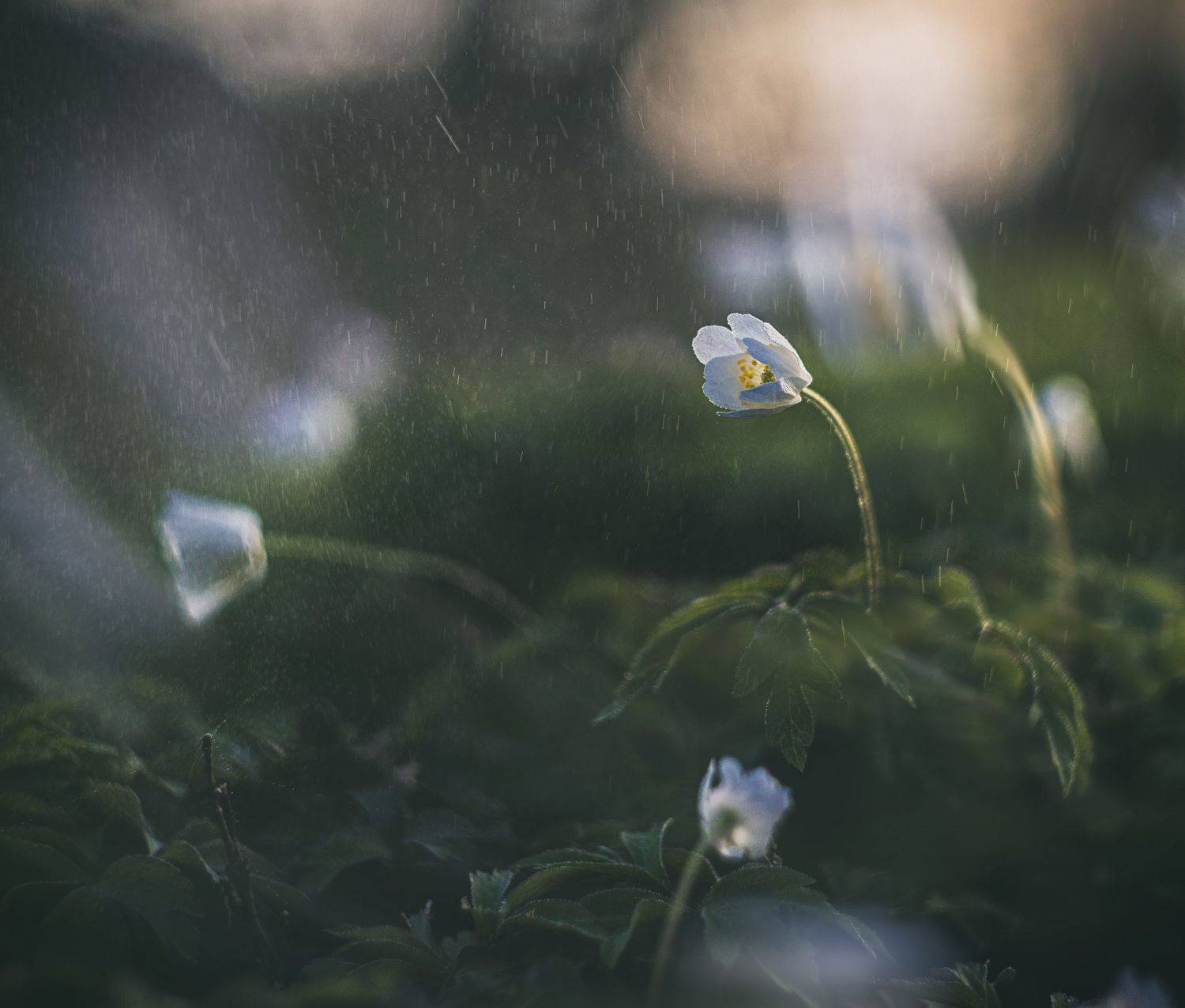 , Сигидова Ирина