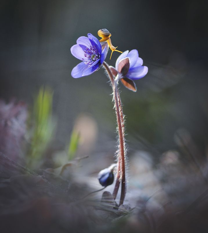 закат, улитка, макро, перелеска Весна пришла... фото превью