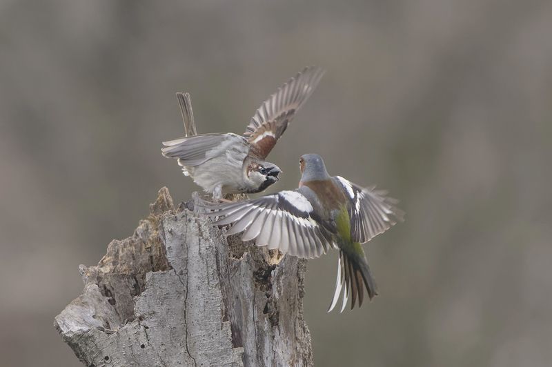 Соревнование фото превью