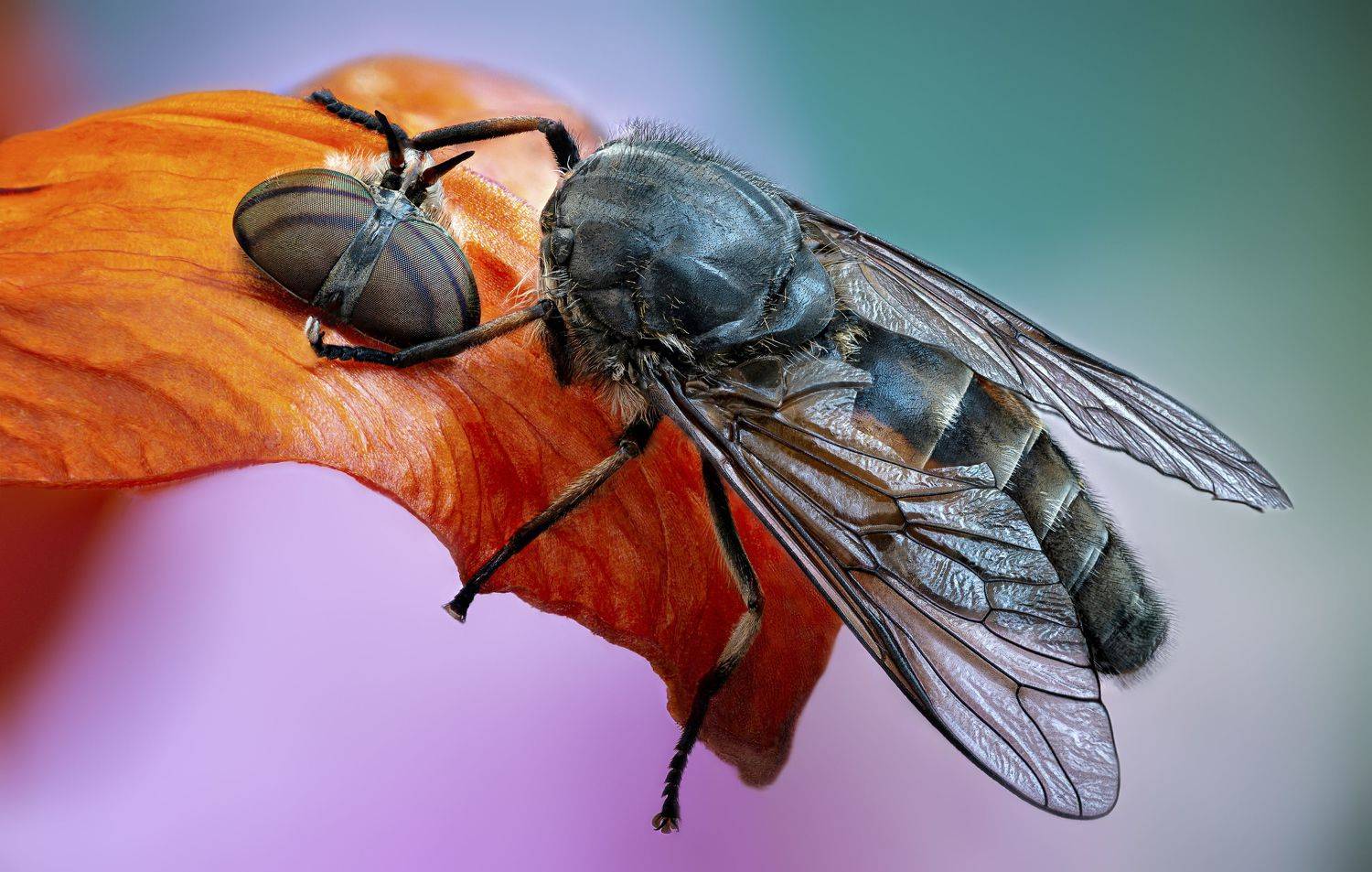 , Антон Финевич