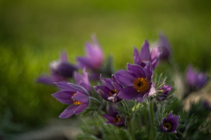 Котенца фото превью