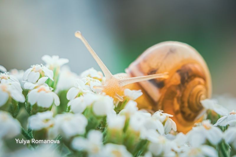 улитка, макро, моллюск, макро мир, макро природа, лето  фото превью