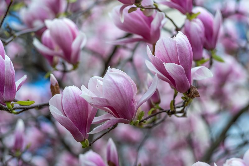 Буйство красок фото превью