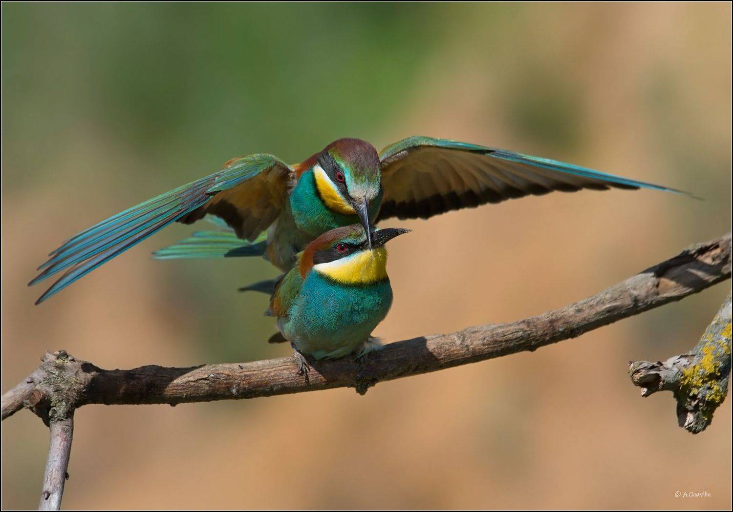 щурки,май,любовь,вот,такой,ширины, Александр Чувилин
