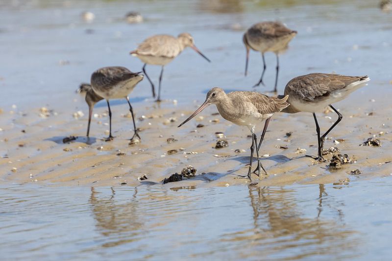 птицы, уругвай Птичьи хороводы фото превью