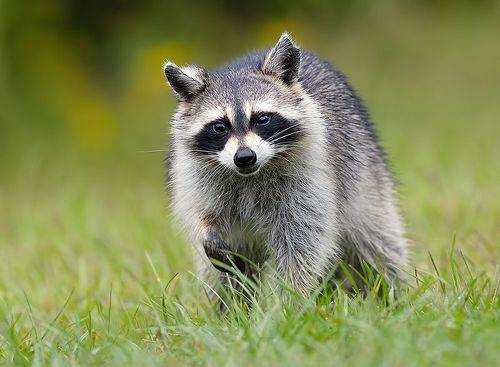 Енот-полоскун -Raccoon