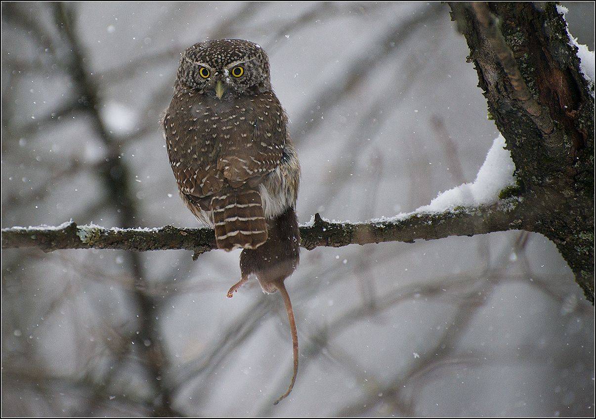 москва, парк, птица, воробьиный сыч, АНАТОЛИЙ ДОВЫДЕНКО