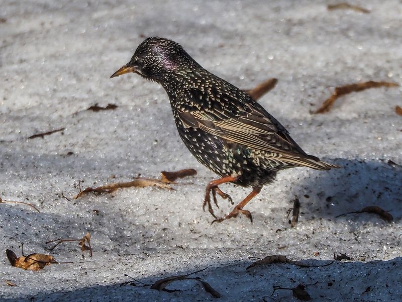 исследователь фото превью