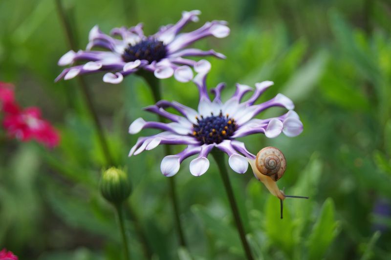 улитка, лето, цветы, хохлова наталья Что там??? фото превью