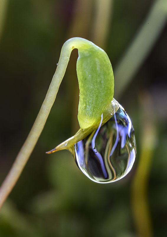 Капитошка фото превью