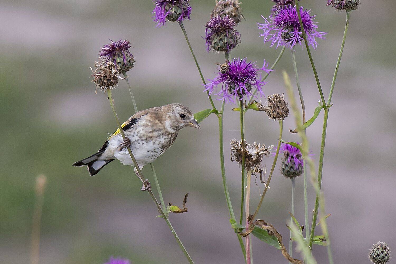 , Александр Широких