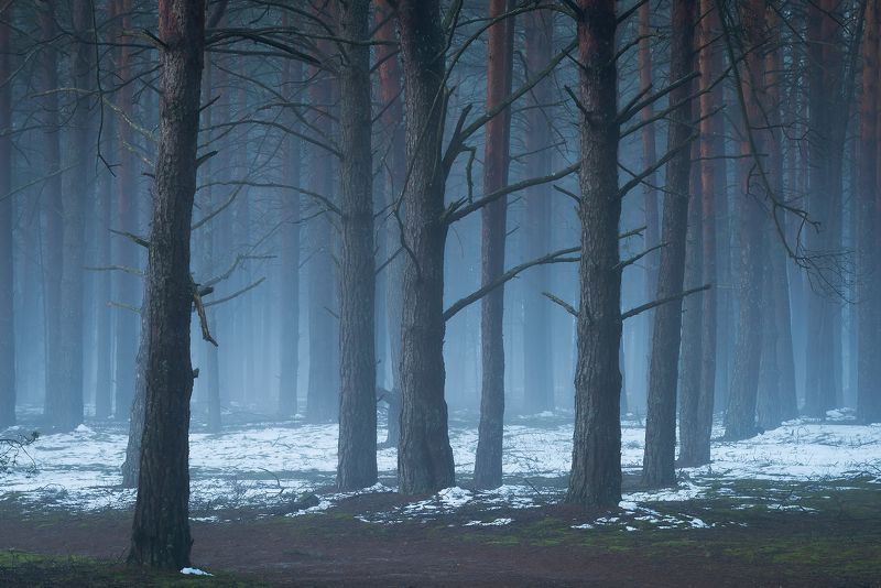 В лесу туман фото превью