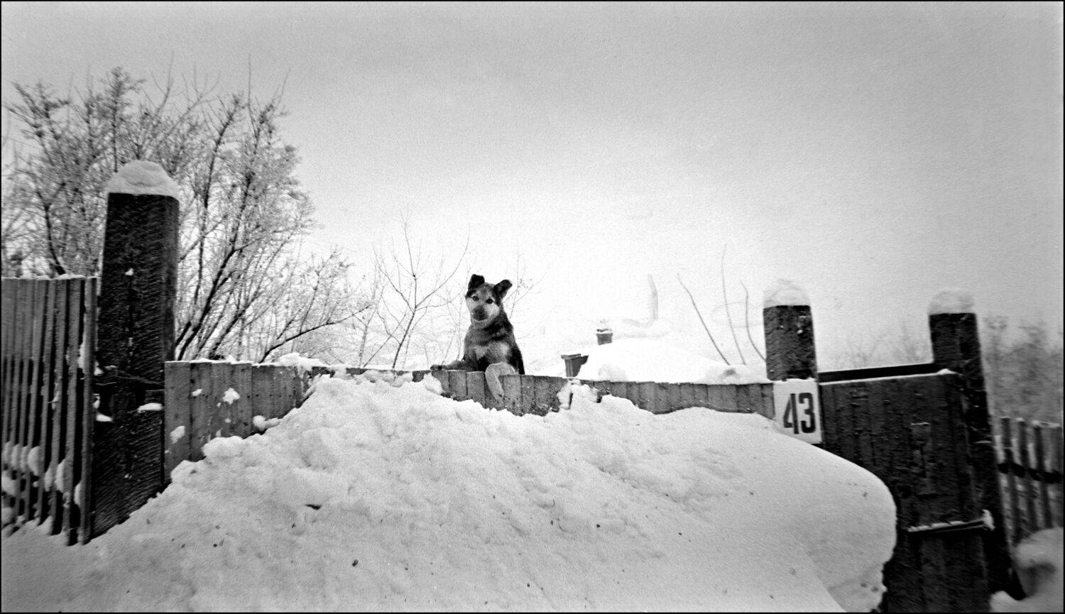 , Меднов Влад