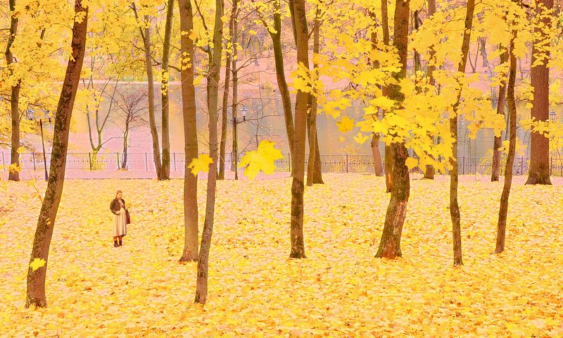 осень,парк  фото превью