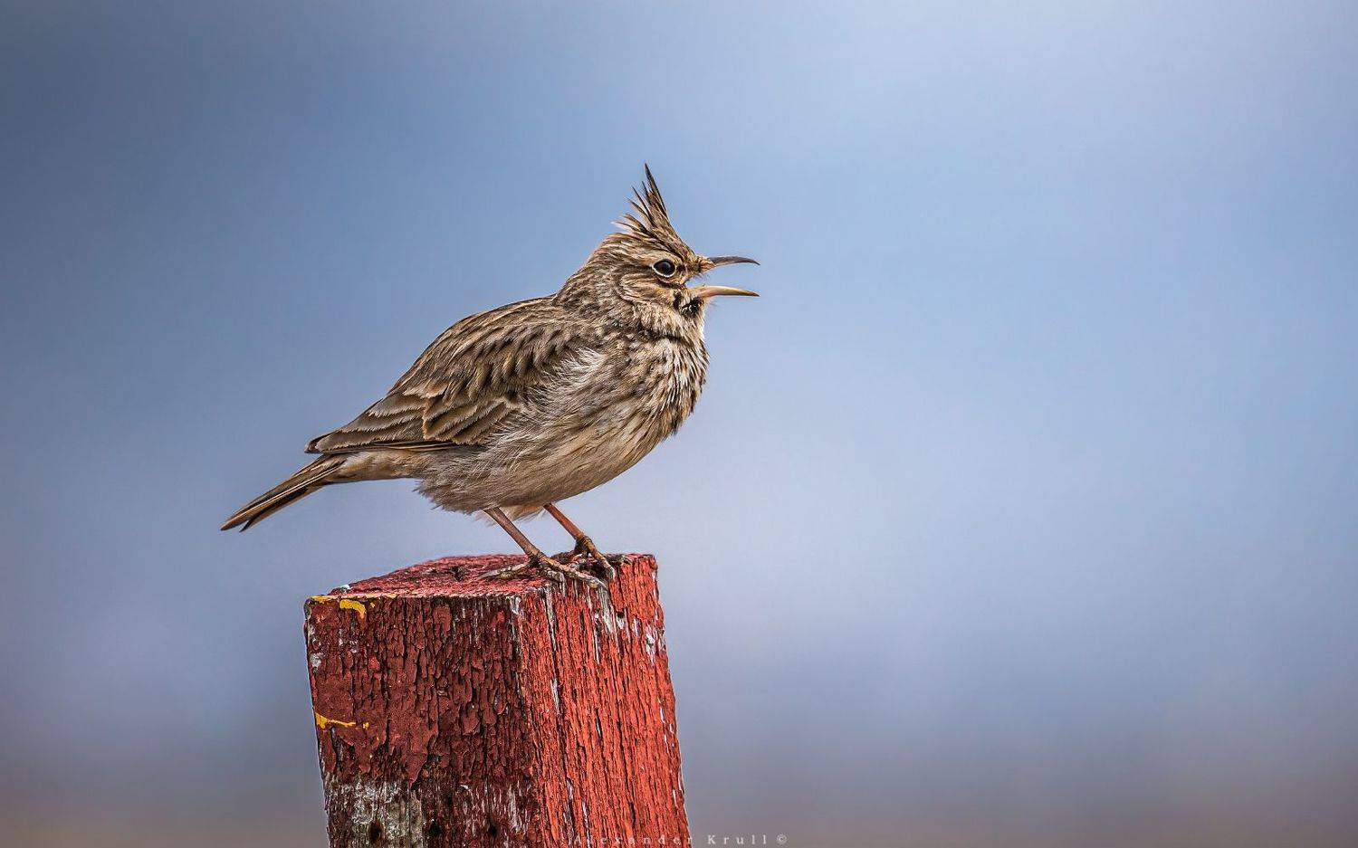 , Круль Александр