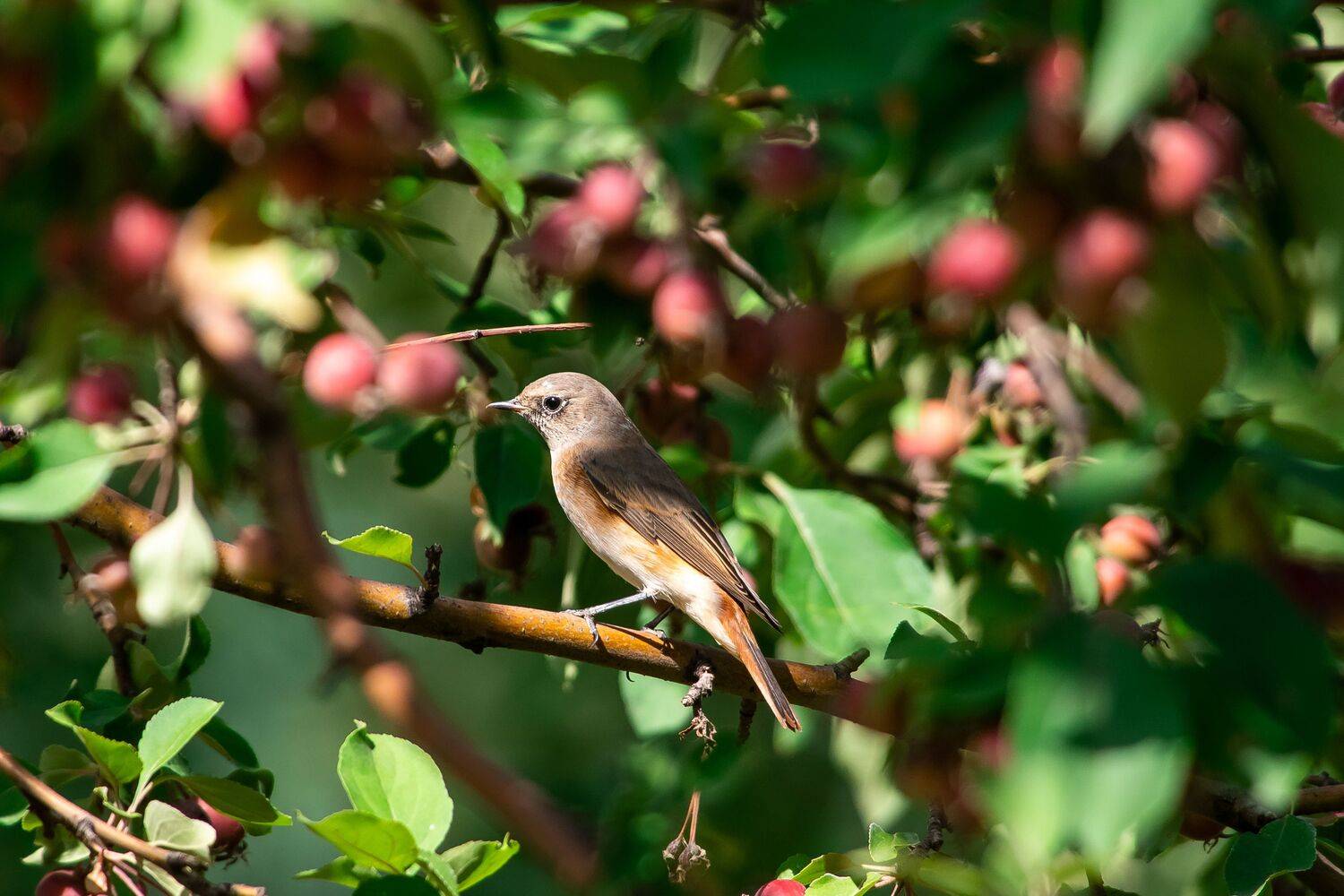 volgograd, russia, wildlife, Phoenicurus phoenicurus, , Сторчилов Павел